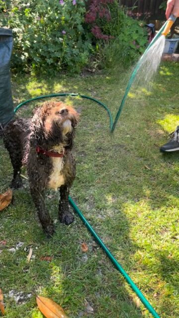 Keeping cool volume 2

Step 1 - get a dog
Step 2 - hose down dog
Step 3 - stand nearby and get the full soak

#dog #sun #heatwave #vintage #dogs