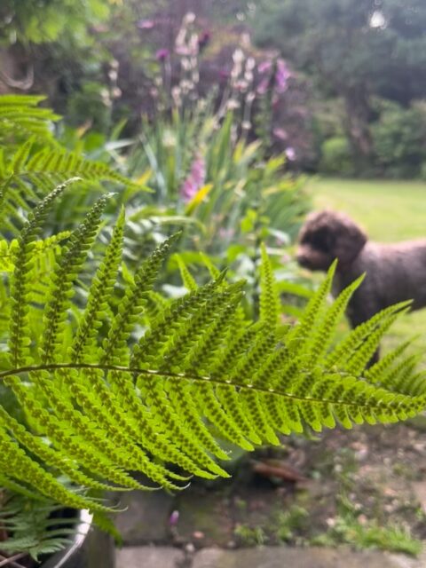 Sunday evening sitting in the garden having a quiet moment after a here there and everywhere weekend....... totally exhausted 
A treat to sit and look at the garden progressing through to Summer 

#garden #sunday #peaceful #flowers #home